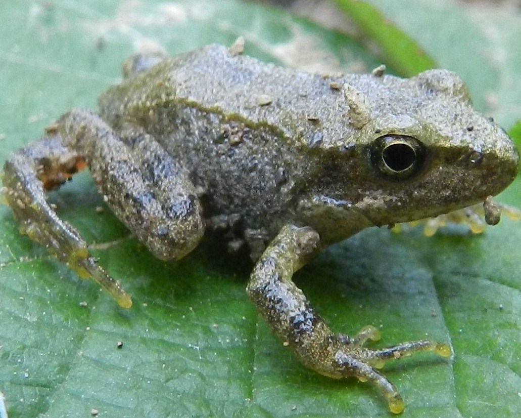 identificazione - Rana italica juv.